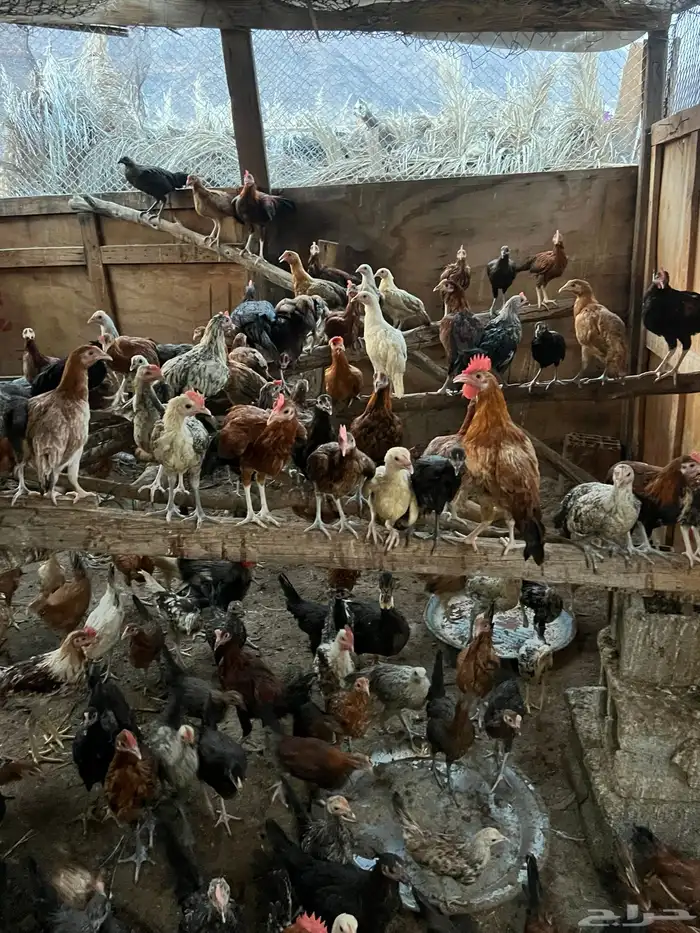 دجاج للبيع 1