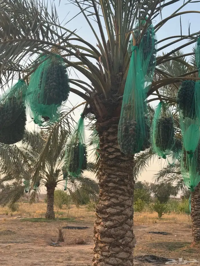 حرمه طريق حفر الباطن 2
