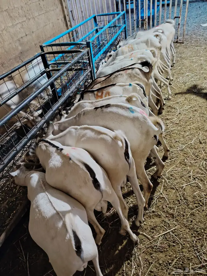 غنم بربري وتيوس وسواكن 0