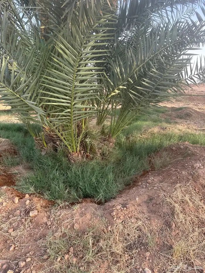 للبيع فروخ نخل اخلاص 9