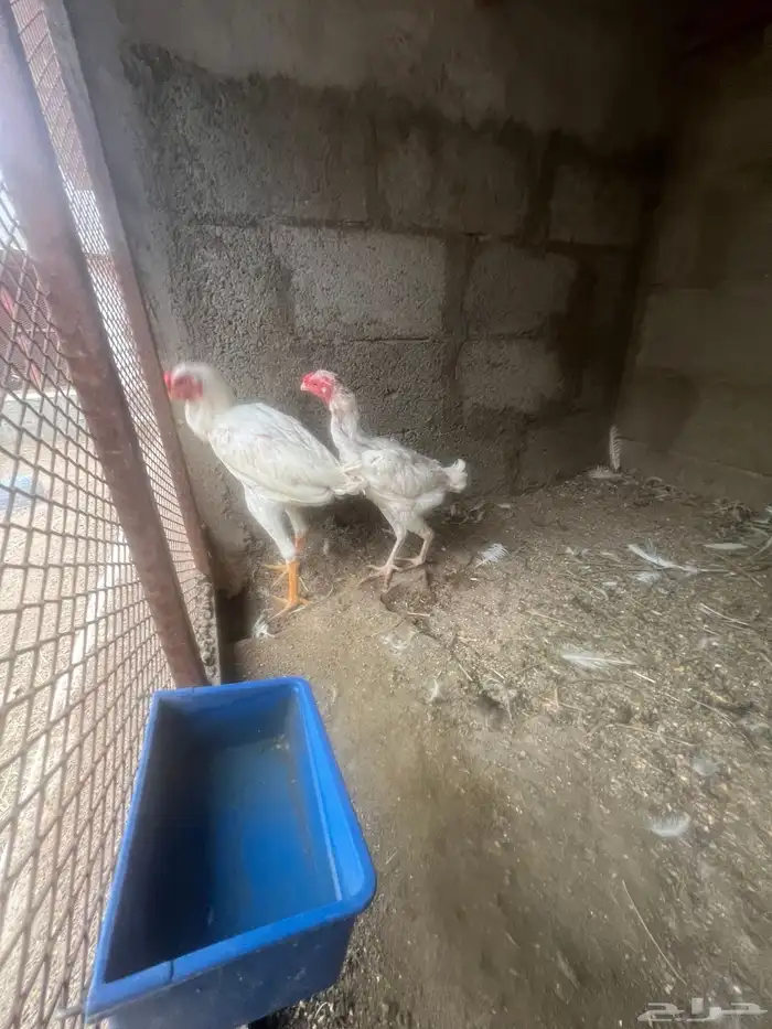 جوز سندي 1