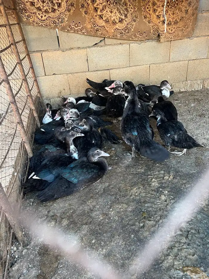 فروخ بط مصري العمر شهرين وعليها الصحه شرط 0