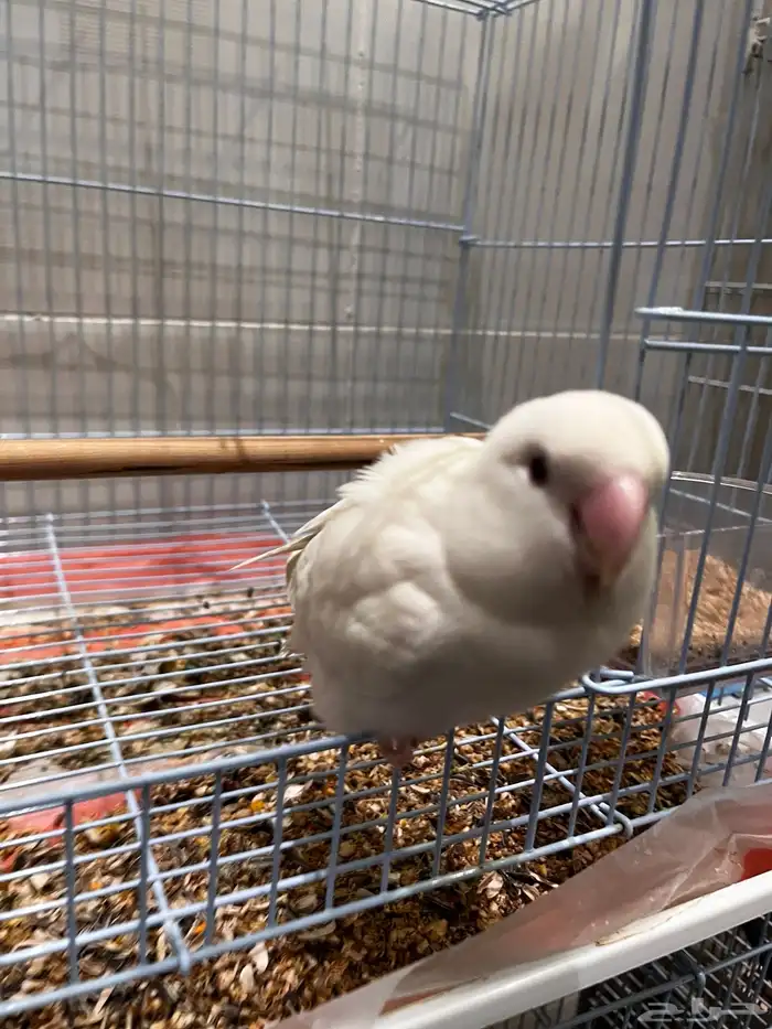 زوج روز منتج معاه 5 بيضات مخصبه 4