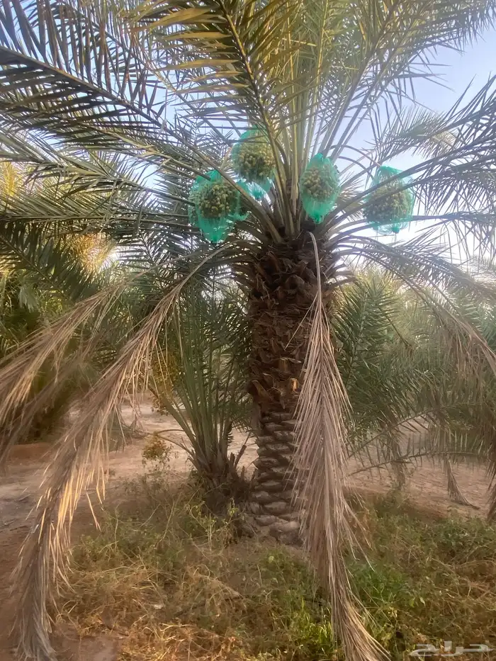 ثمرة تمر خلاص 5