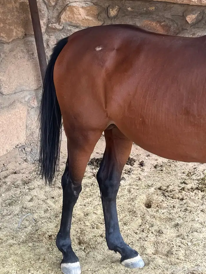 حصان شعبي 5