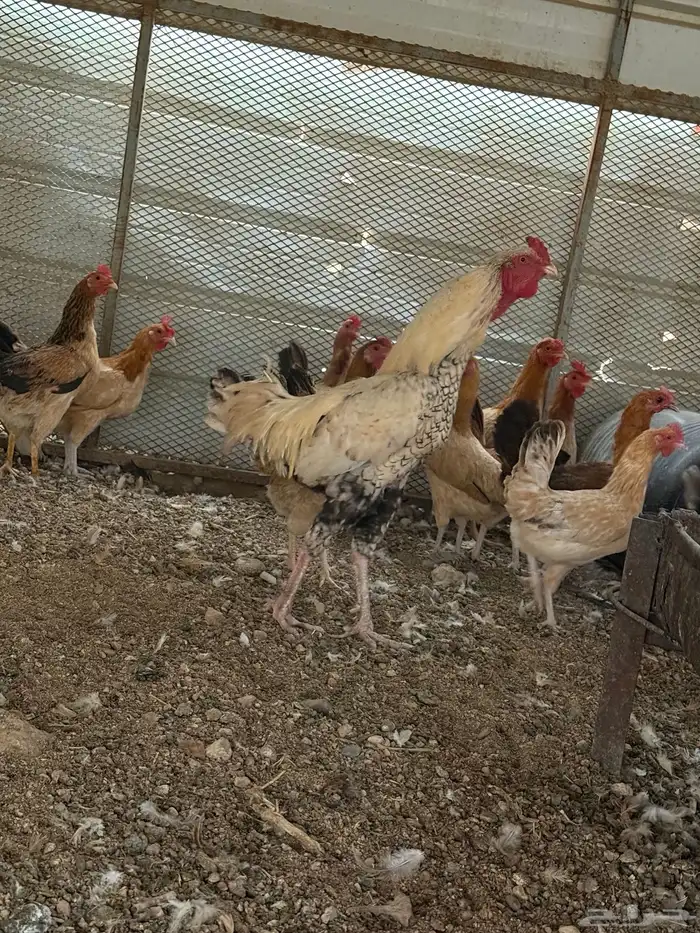 دجاج 0