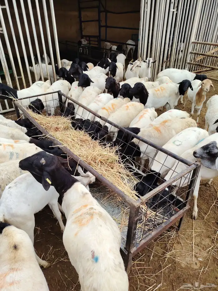 غنم بربري وتيوس وسواكن 2