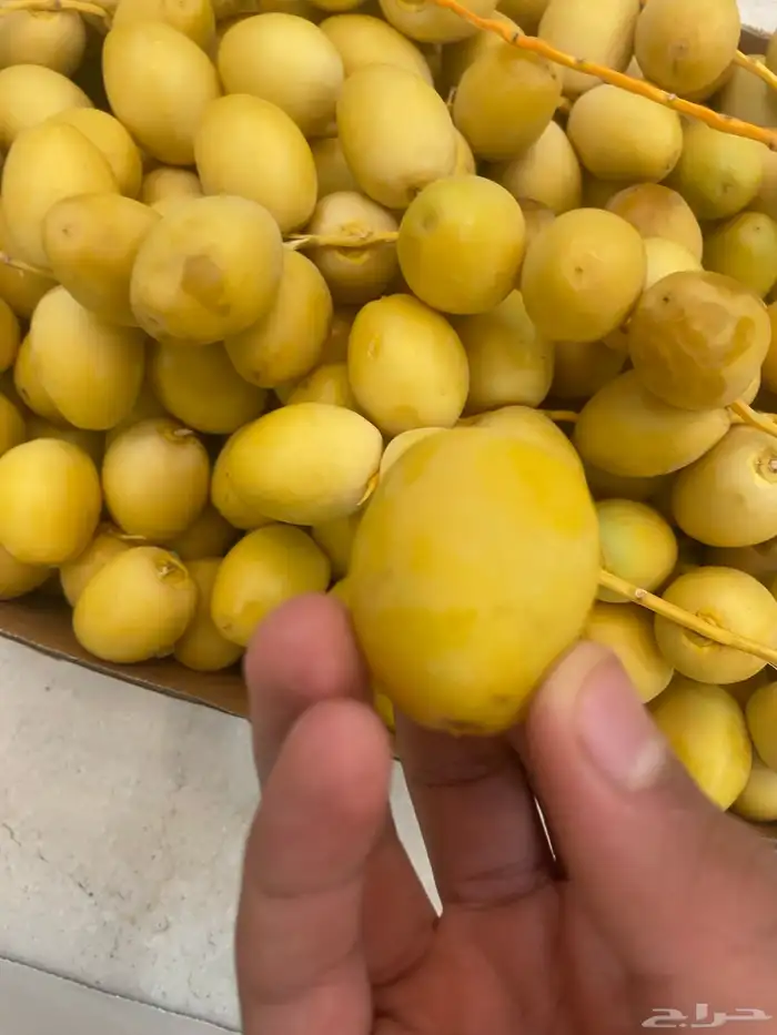 للبيع تمر برحي عضوي بدون كيماوي 1