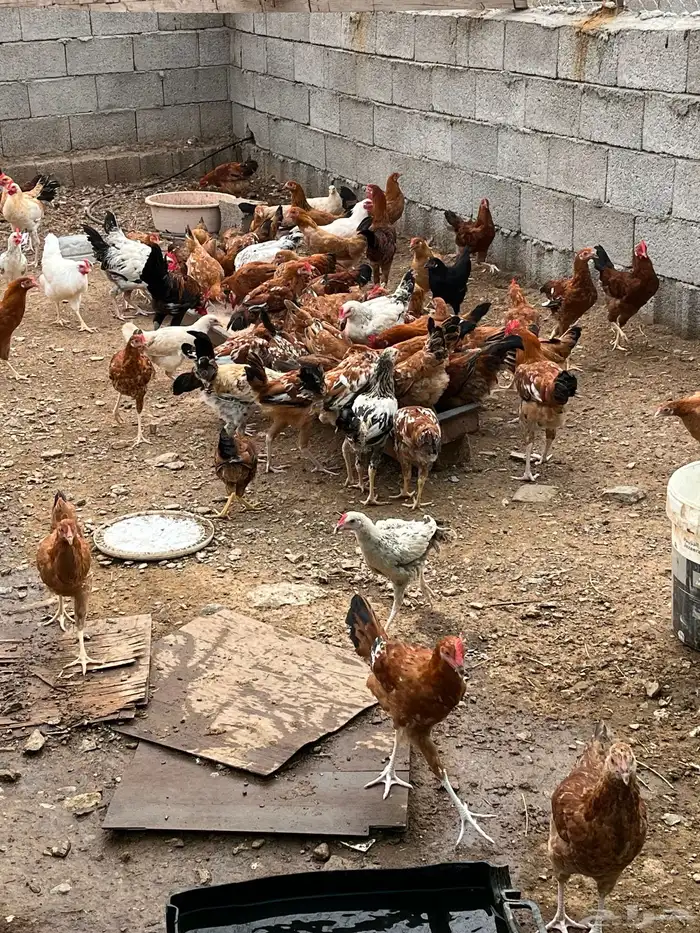 دجاج بلدي 1
