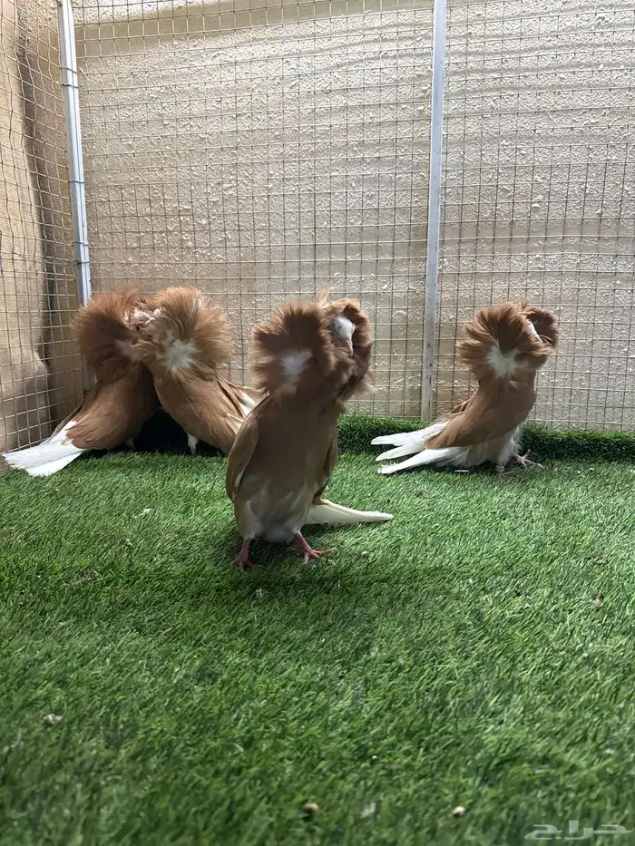 حمام جاكوبين 2