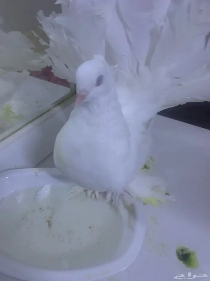 حمم بلجكي رقص 2