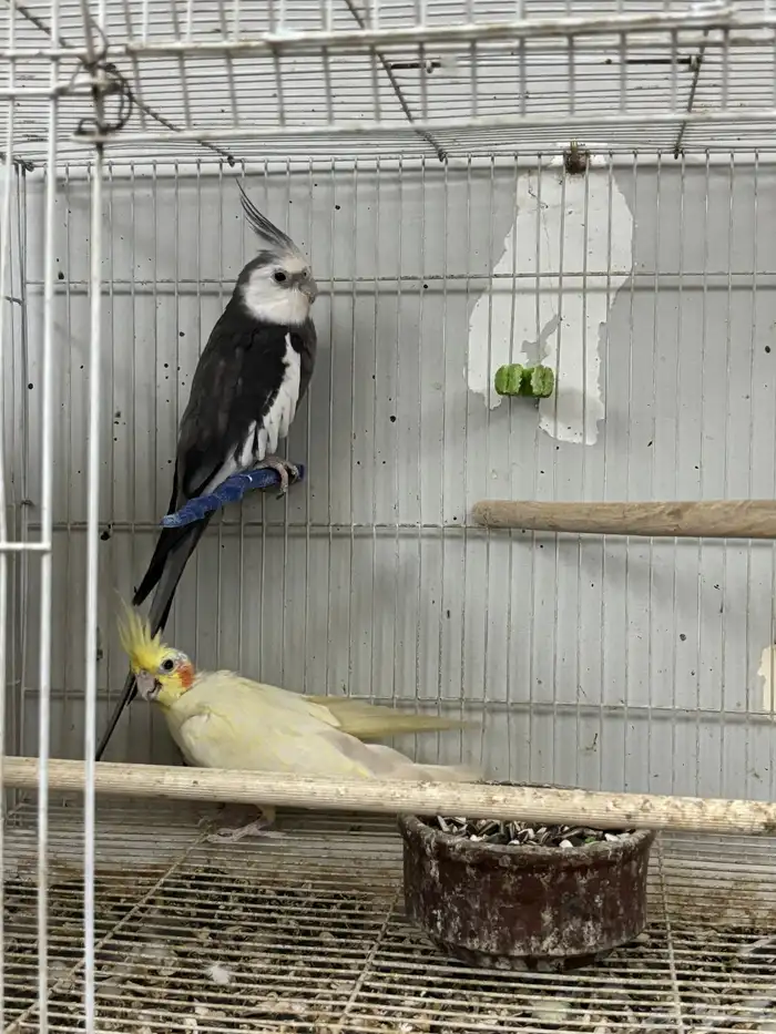 كروان منتج ومنوت المربي اجواز عليها الكلام 2