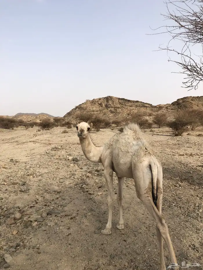 قعود ما شاءالله تبارك الرحمن للبيع ماسيم. 3