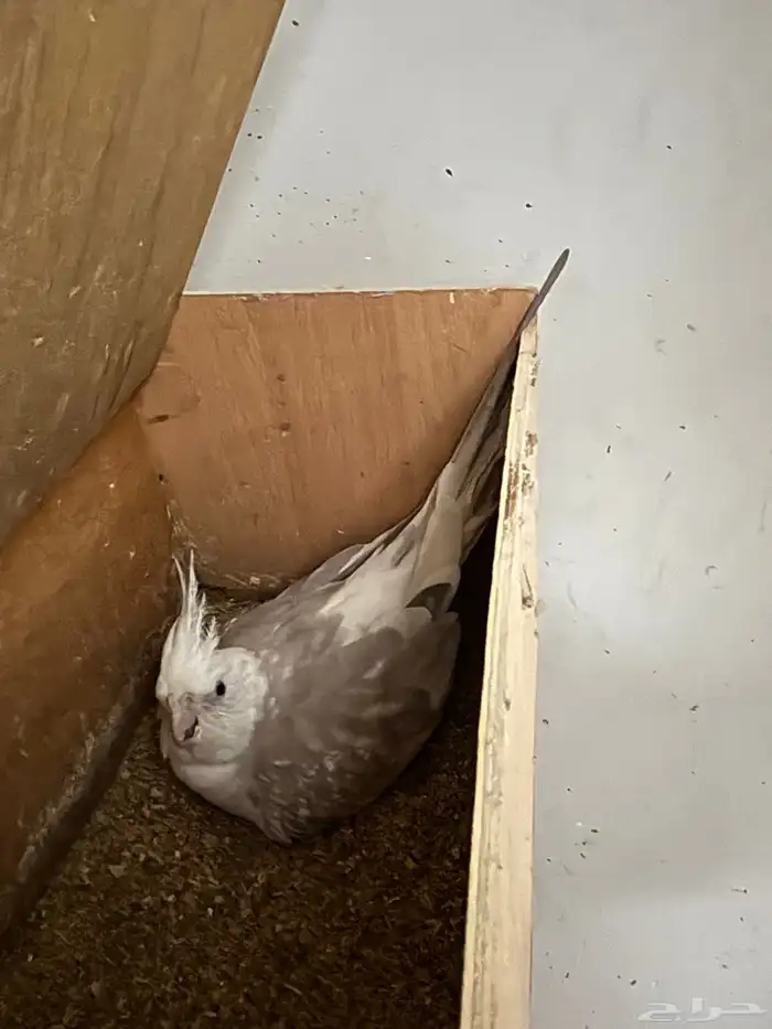 كروان منتج ومنوت المربي اجواز عليها الكلام 0