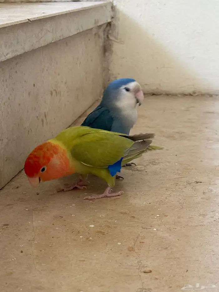 عصافير روز 1