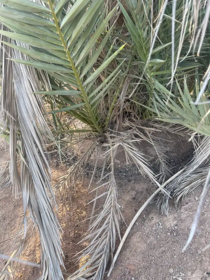 نخل 2