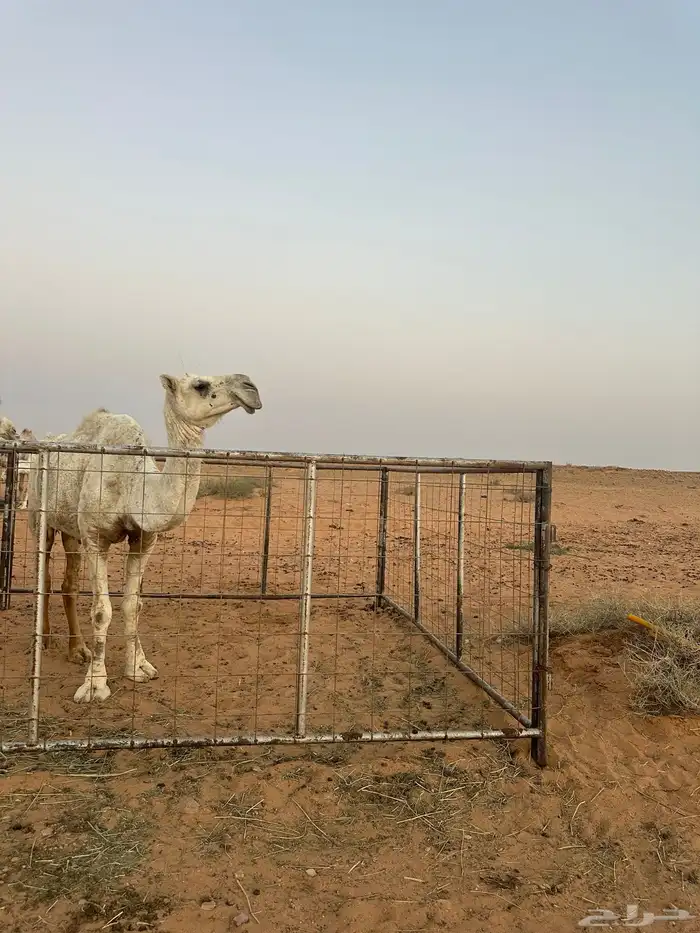 ناقه تامه ضريبه 0