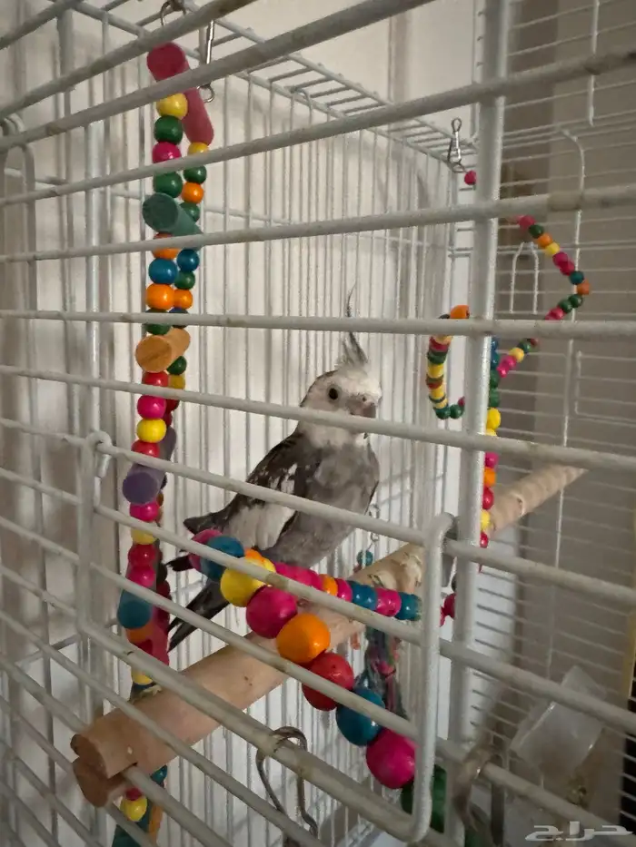 Cockatiel Pair for Sale with Cage 1