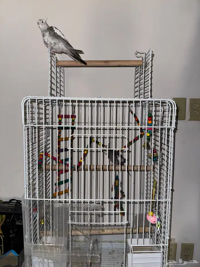 Cockatiel Pair for Sale with Cage 2