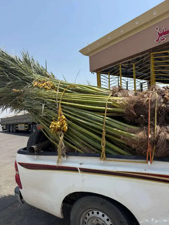 نخيل لبيع 6
