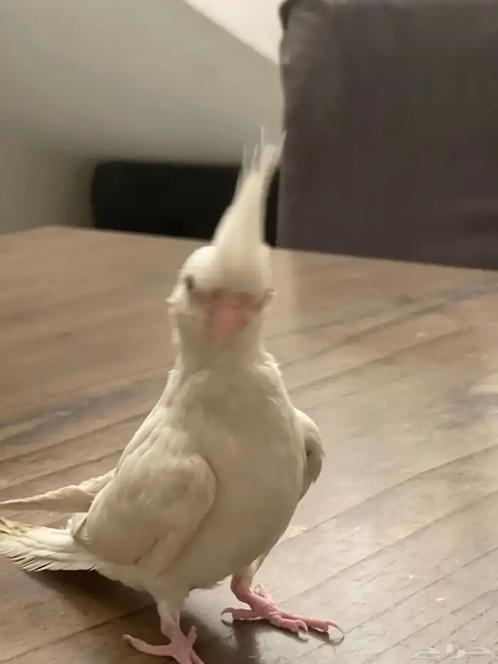 كروان البينو ذكر 5