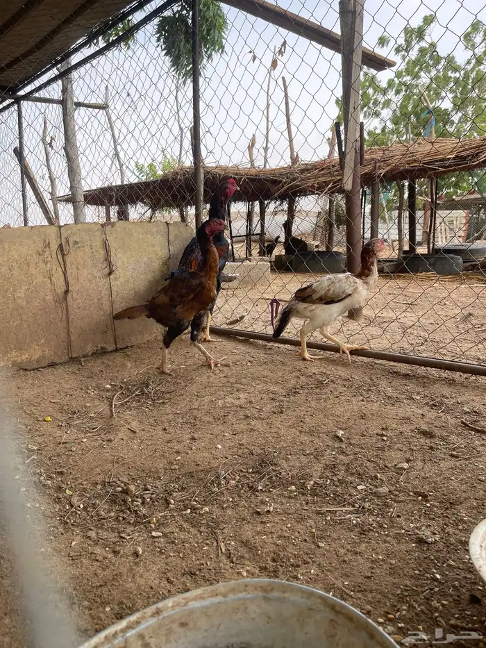 دجاج سندي بيور 3