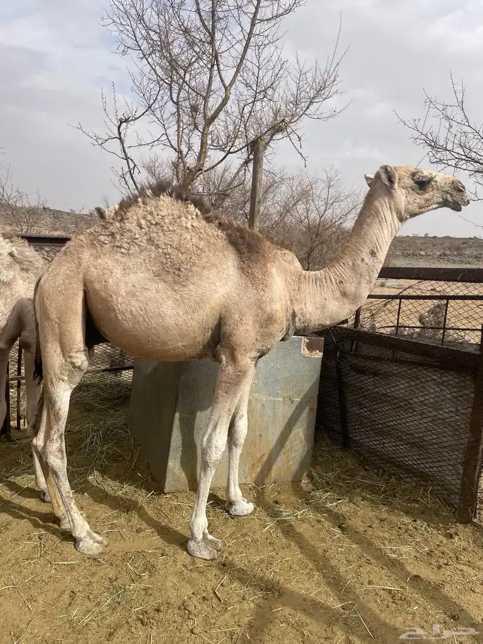 قعدان للبيع 0