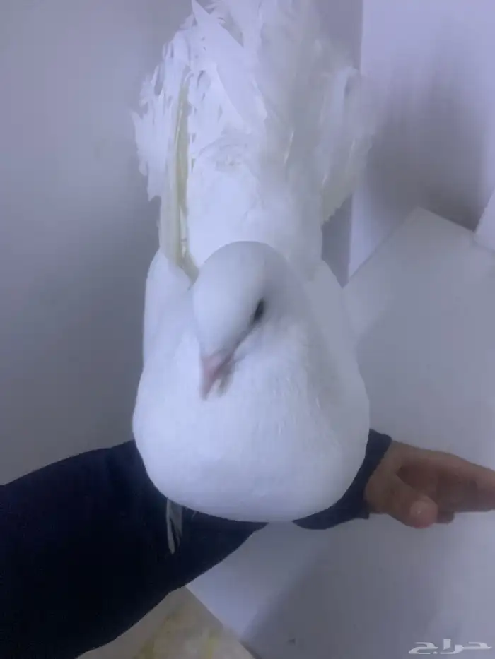 حمم بلجكي رقص 0
