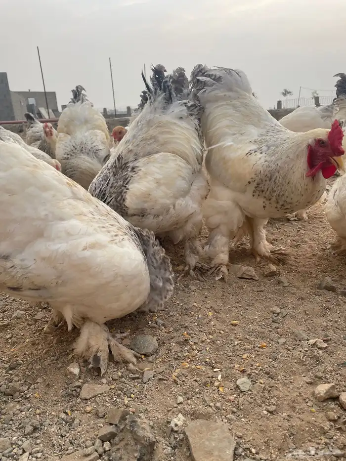 دجاج براهما بياض 0