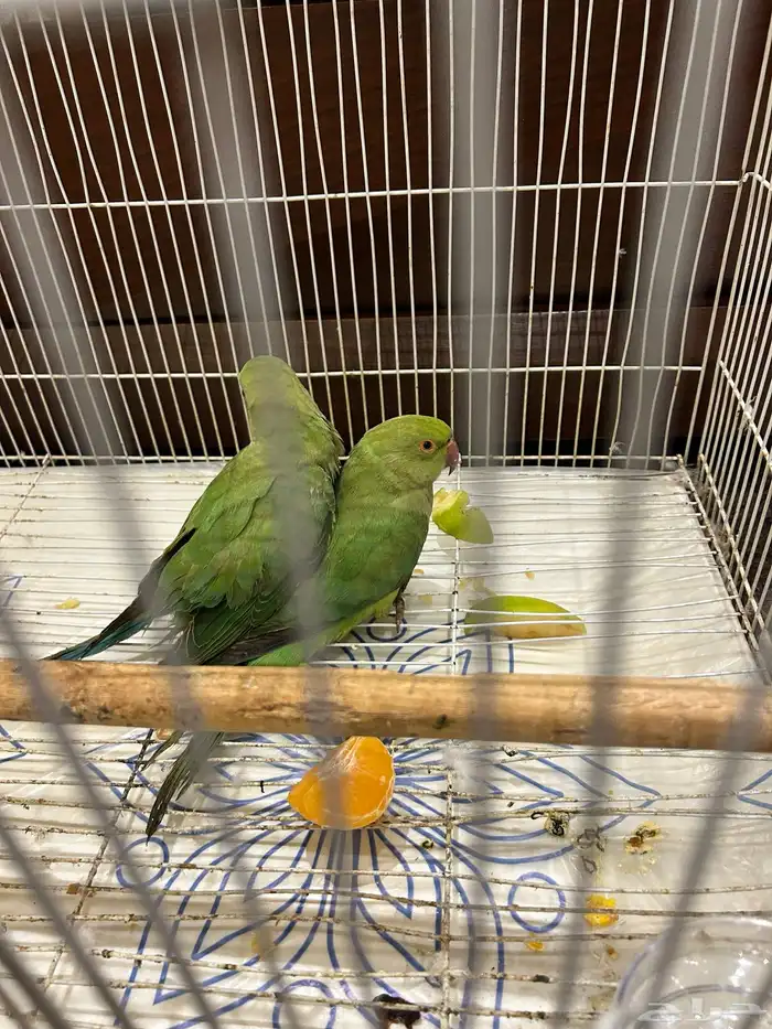 قفص مقاس 600   2 دره هندي ب450 0