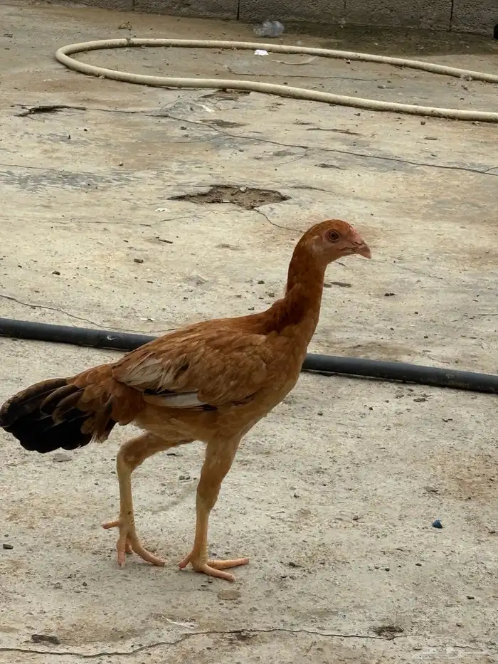 دجاجة شاومو 0