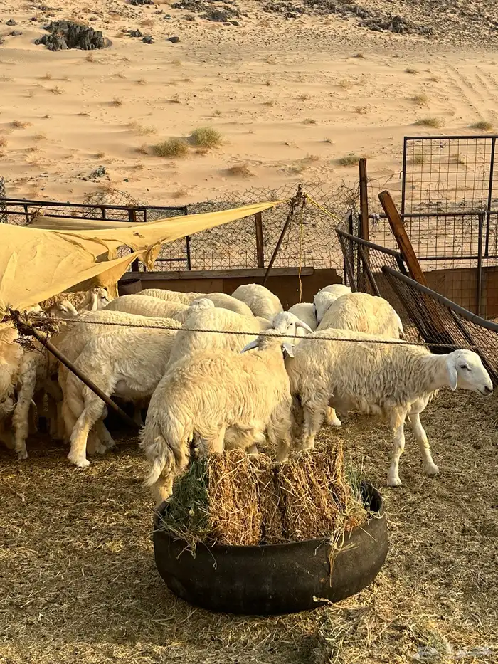 طليان حرية للبيع 0