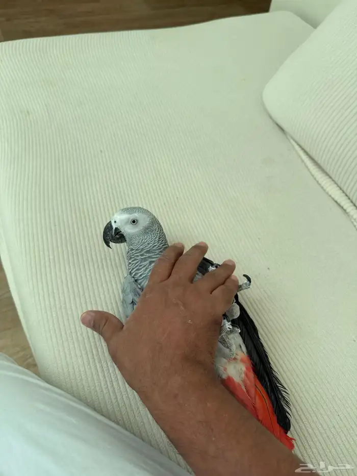 كاسكو متكلم 3