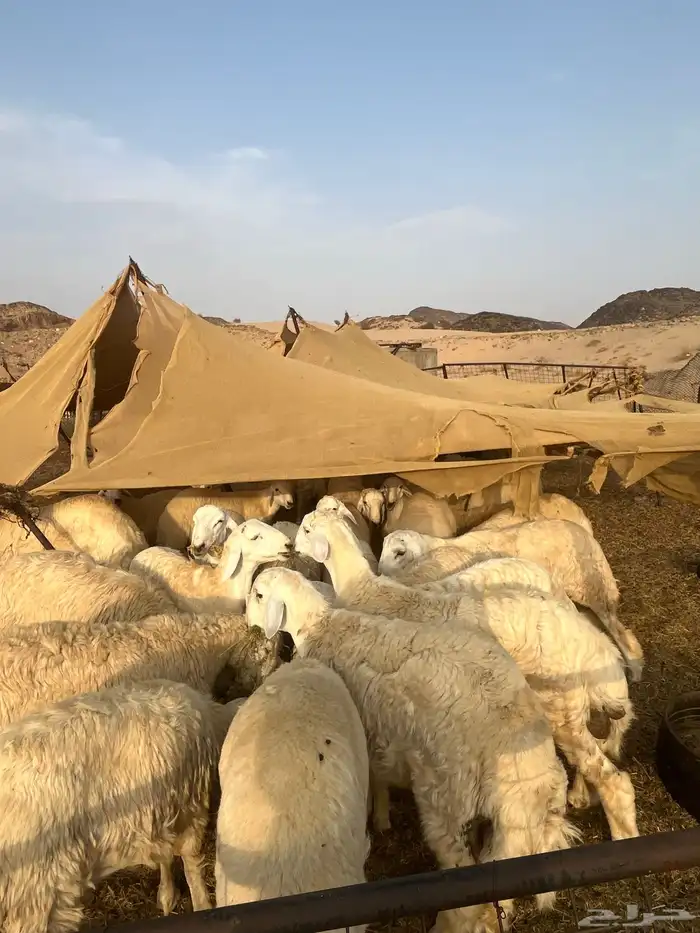 طليان حرية للبيع 2