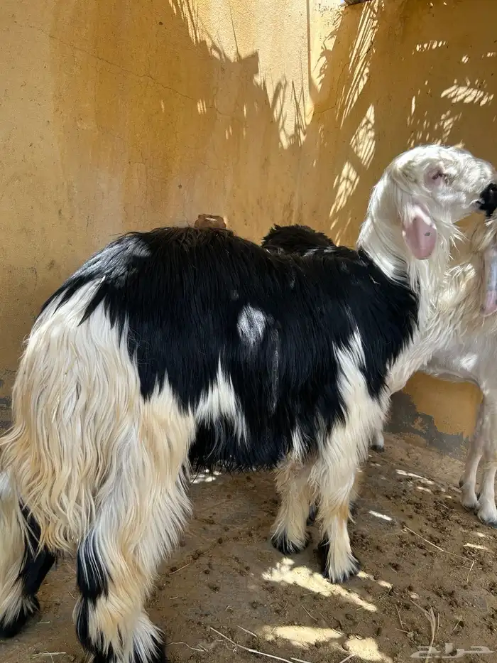 2 طليان جبرة اعمار 9 شهور وعشرة على السوم 0