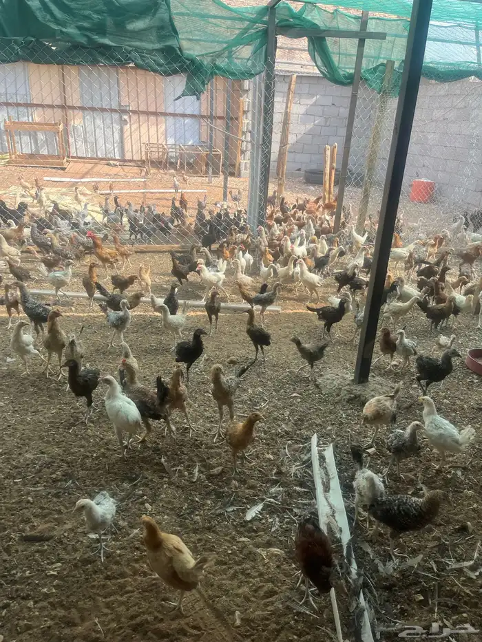 دجاج بلدي وديوك 4