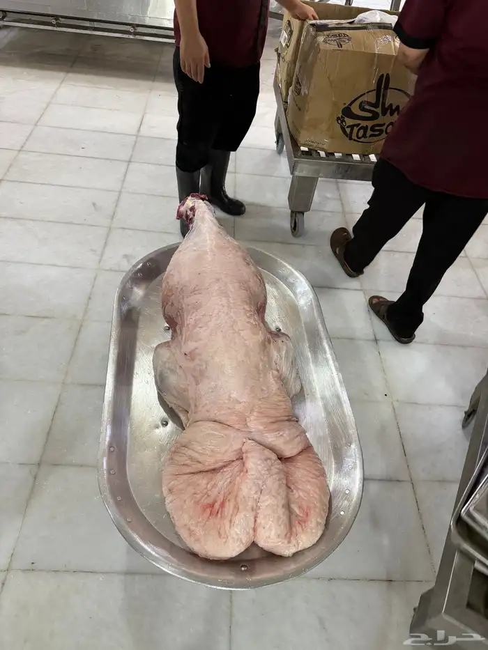 نعيمي - حري - سواكني بتقسيط تمارا 5