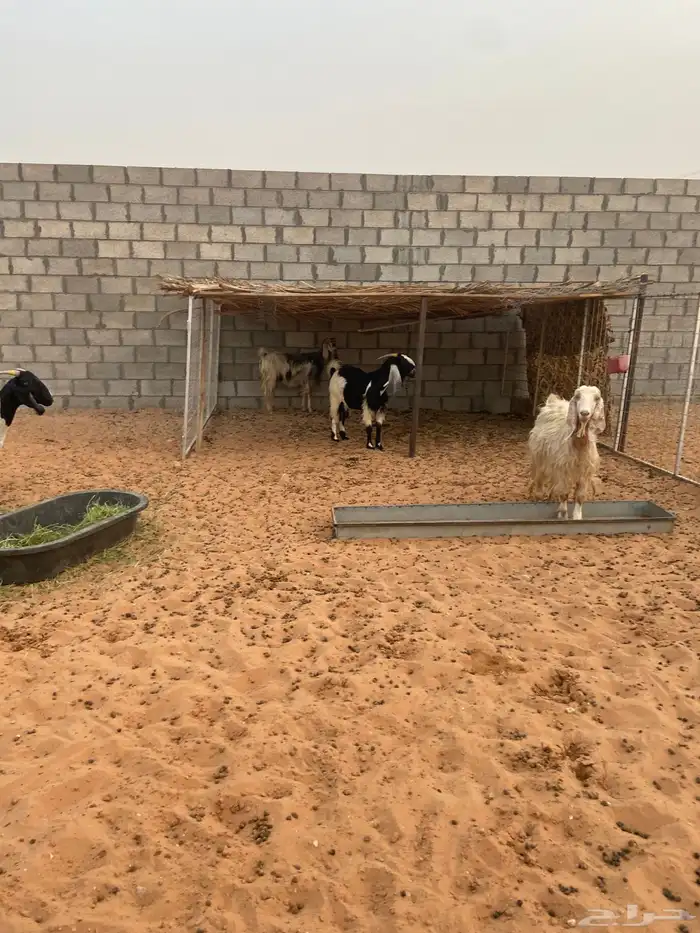 معزا دفيع للبيع 0