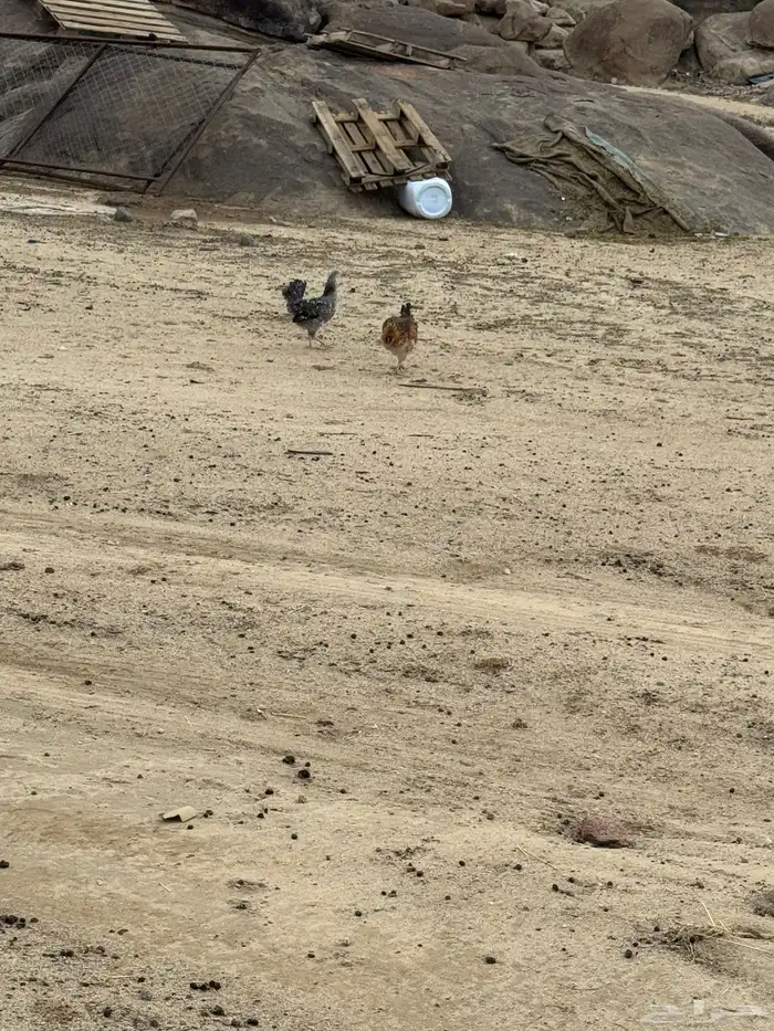 دجاج بر 3