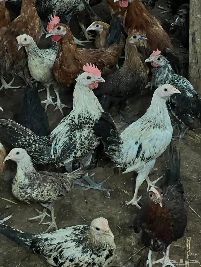 دجاج للبيع 7