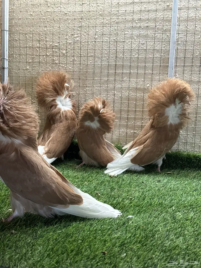 حمام جاكوبين 0