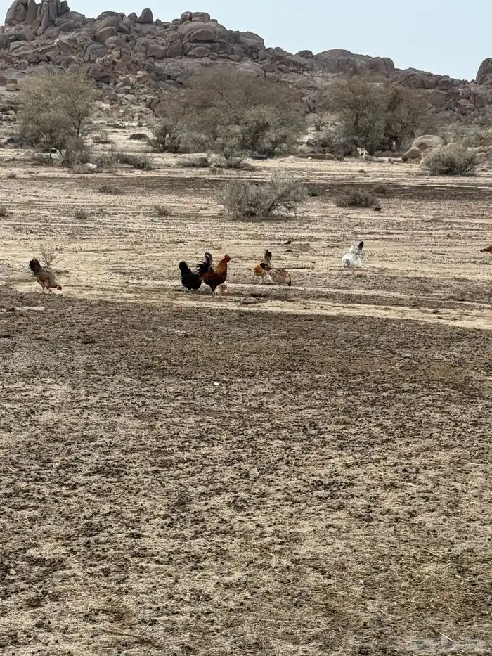 دجاج بر 1
