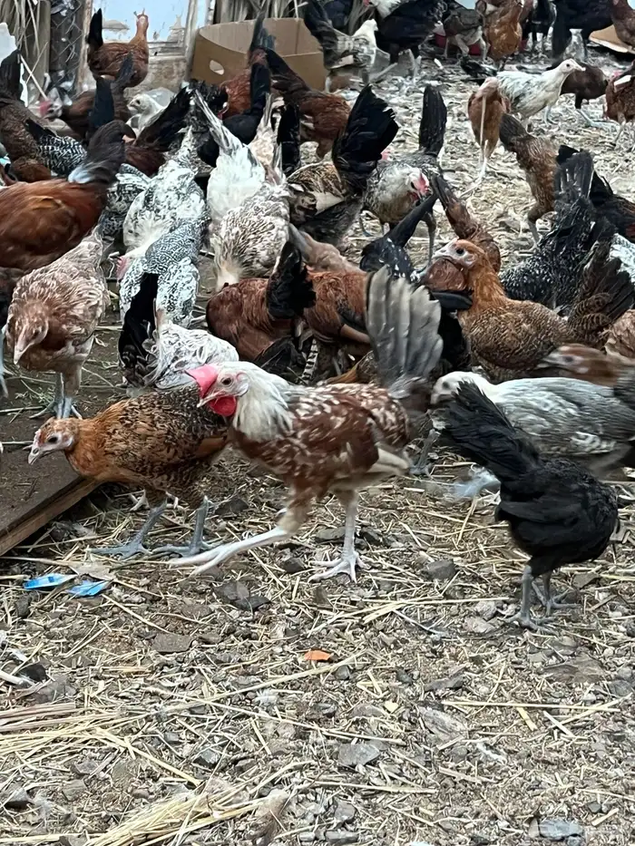 دجاج للبيع 5