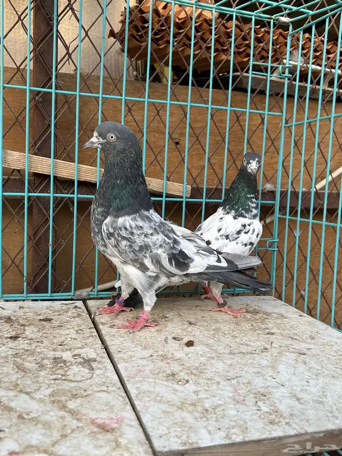 حمام باكستاني تم البيع تم البيع 5