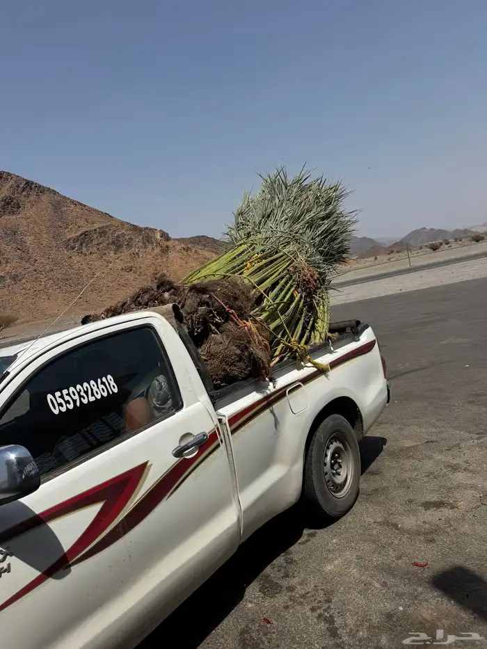 نخيل لبيع 3