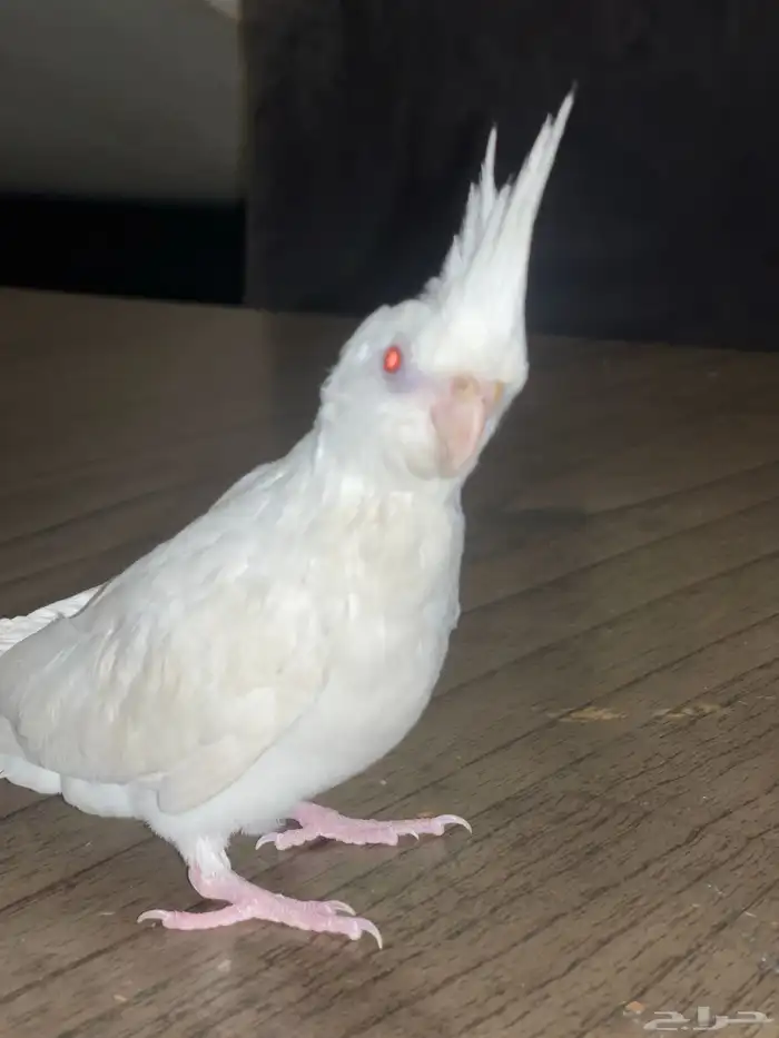 كروان البينو ذكر 0