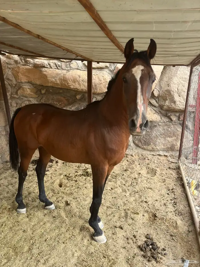 حصان شعبي 2