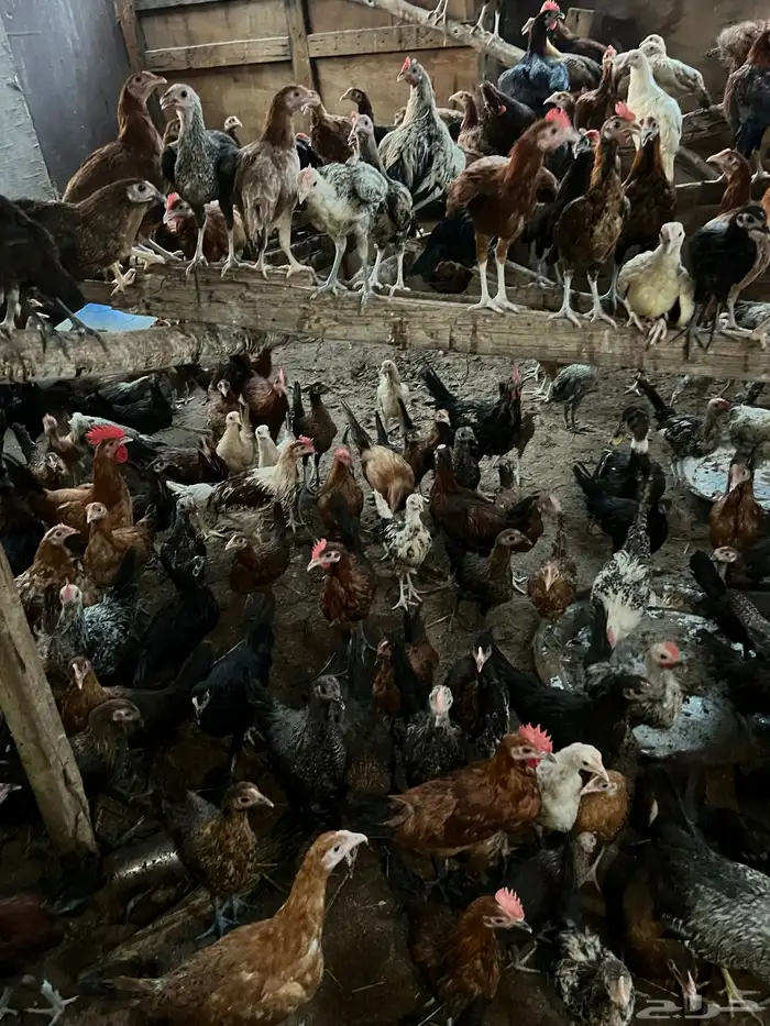دجاج للبيع 2