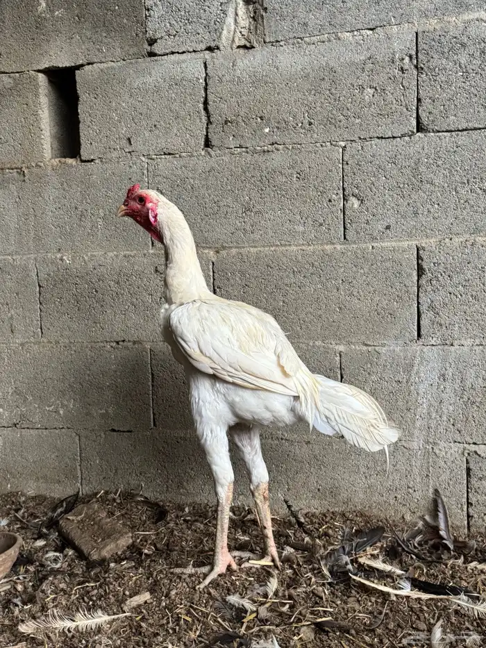 ديك سندي 1