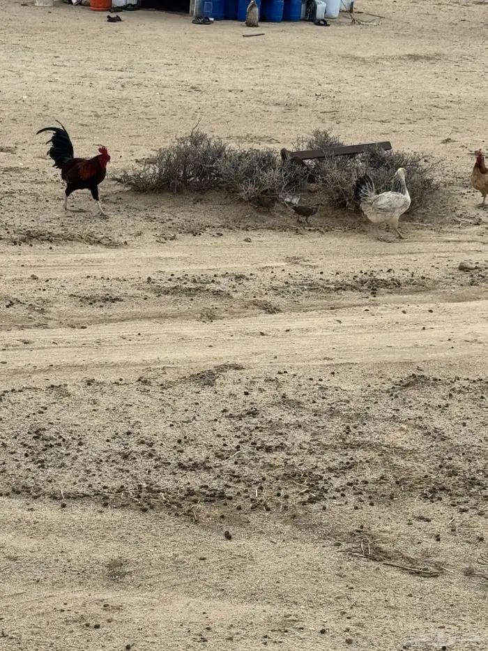 دجاج بر 0